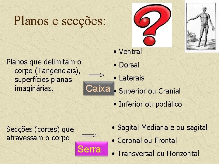 Planos e secções: • Ventral Planos que delimitam o corpo (Tangenciais), superfícies planas imaginárias.