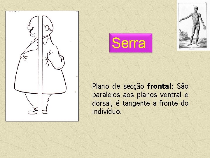 Serra Plano de secção frontal: São paralelos aos planos ventral e dorsal, é tangente