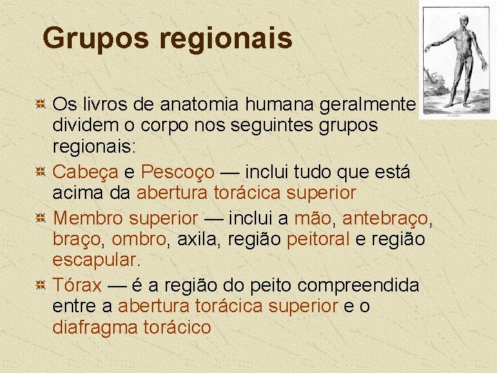 Grupos regionais Os livros de anatomia humana geralmente dividem o corpo nos seguintes grupos