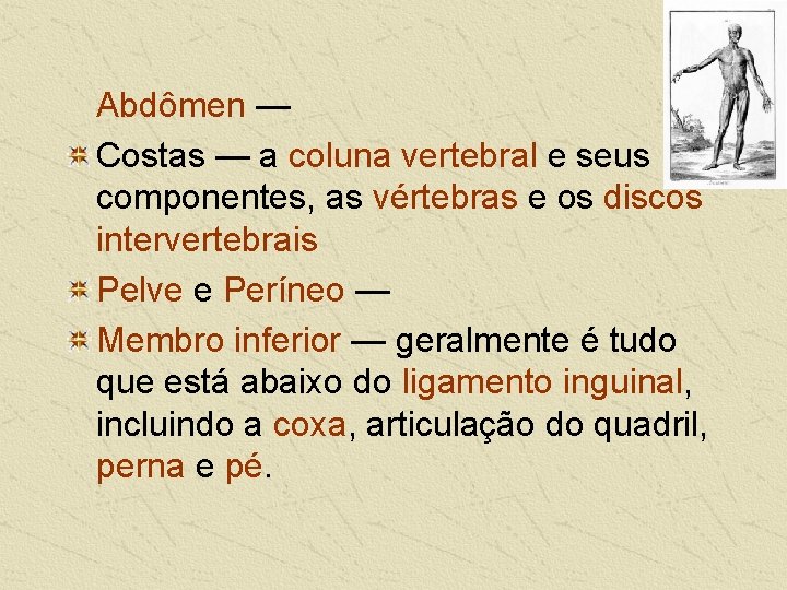  Abdômen — Costas — a coluna vertebral e seus componentes, as vértebras e