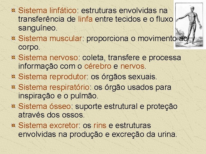 Sistema linfático: estruturas envolvidas na transferência de linfa entre tecidos e o fluxo sanguíneo.