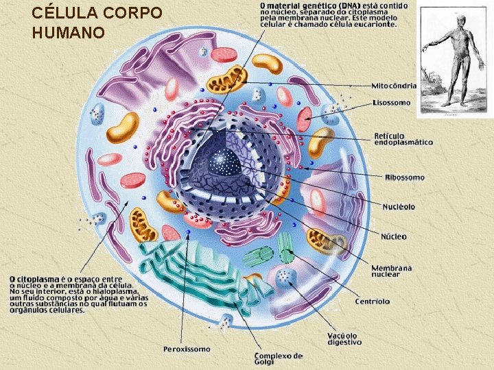 CÉLULA CORPO HUMANO 