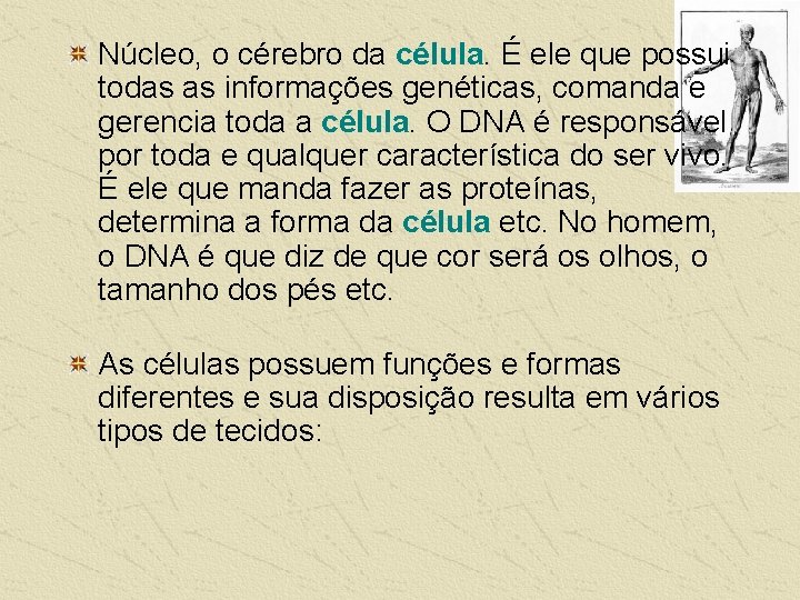 Núcleo, o cérebro da célula. É ele que possui todas as informações genéticas, comanda