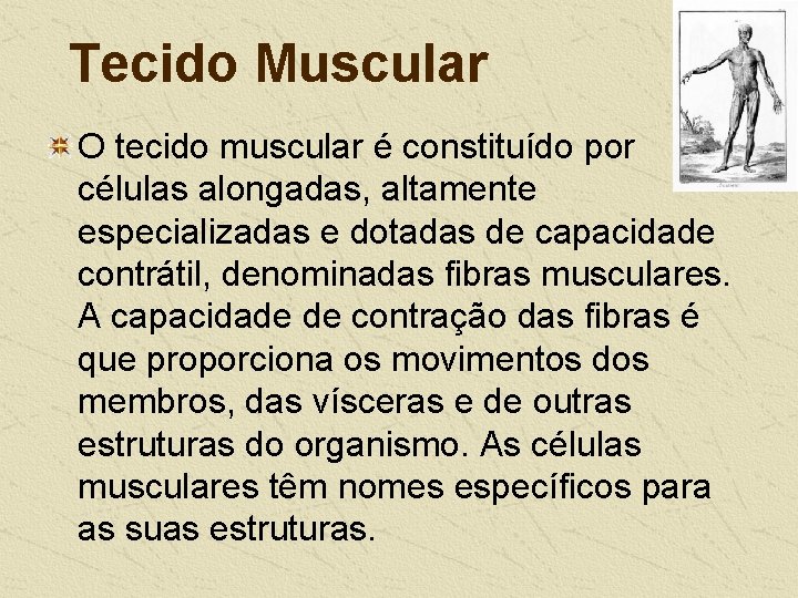 Tecido Muscular O tecido muscular é constituído por células alongadas, altamente especializadas e dotadas