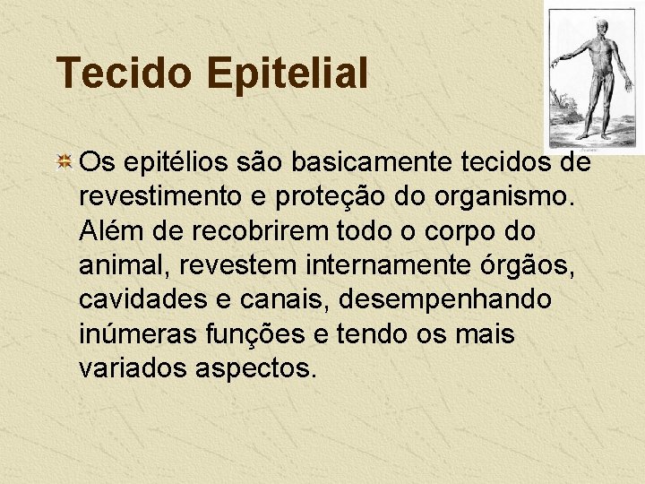 Tecido Epitelial Os epitélios são basicamente tecidos de revestimento e proteção do organismo. Além