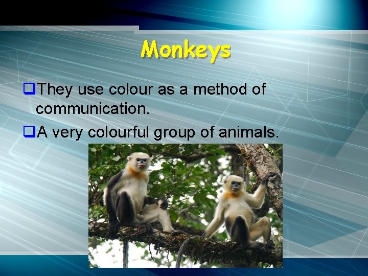 Monkeys q. They use colour as a method of communication. q. A very colourful