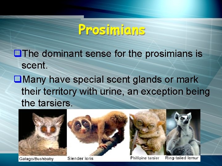 Prosimians q. The dominant sense for the prosimians is scent. q. Many have special