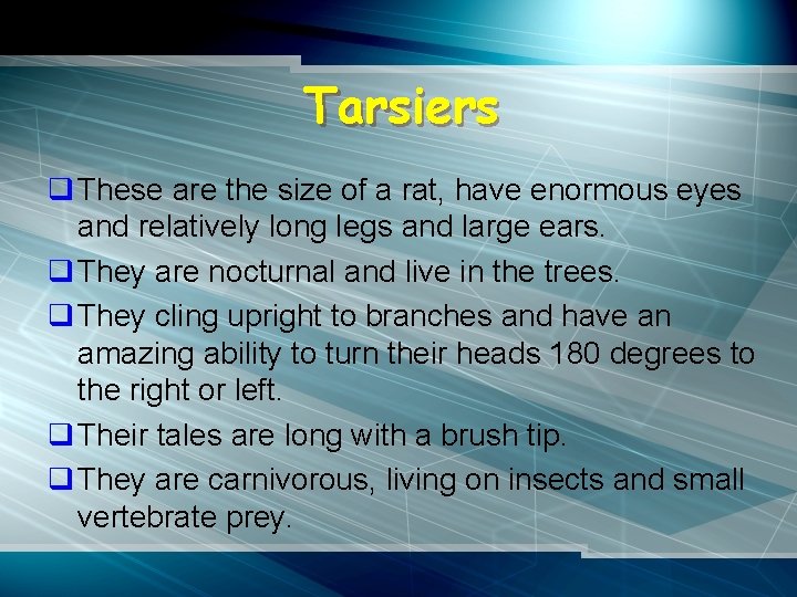 Tarsiers q These are the size of a rat, have enormous eyes and relatively