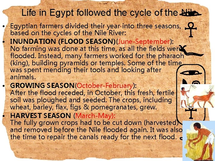 Life in Egypt followed the cycle of the Nile • Egyptian farmers divided their