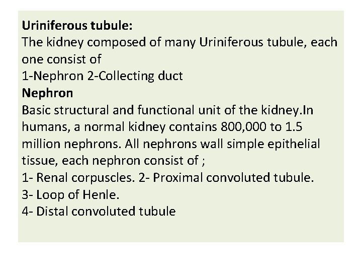 Uriniferous tubule: The kidney composed of many Uriniferous tubule, each one consist of 1