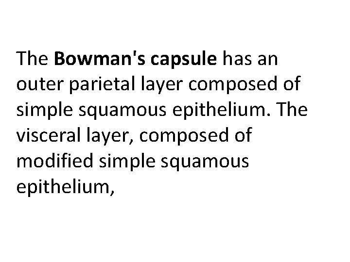 The Bowman's capsule has an outer parietal layer composed of simple squamous epithelium. The