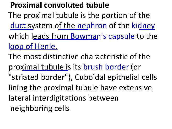 Proximal convoluted tubule The proximal tubule is the portion of the duct system of