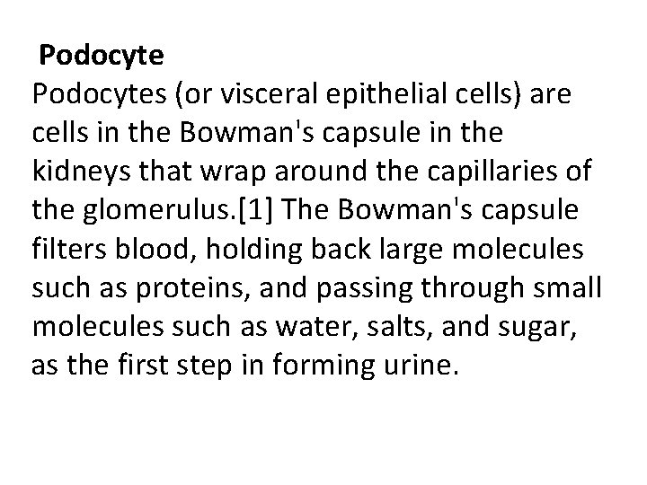 Podocytes (or visceral epithelial cells) are cells in the Bowman's capsule in the kidneys