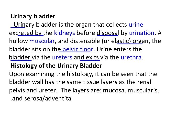 Urinary bladder is the organ that collects urine excreted by the kidneys before disposal