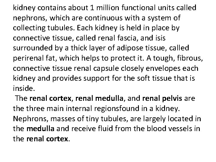 kidney contains about 1 million functional units called nephrons, which are continuous with a