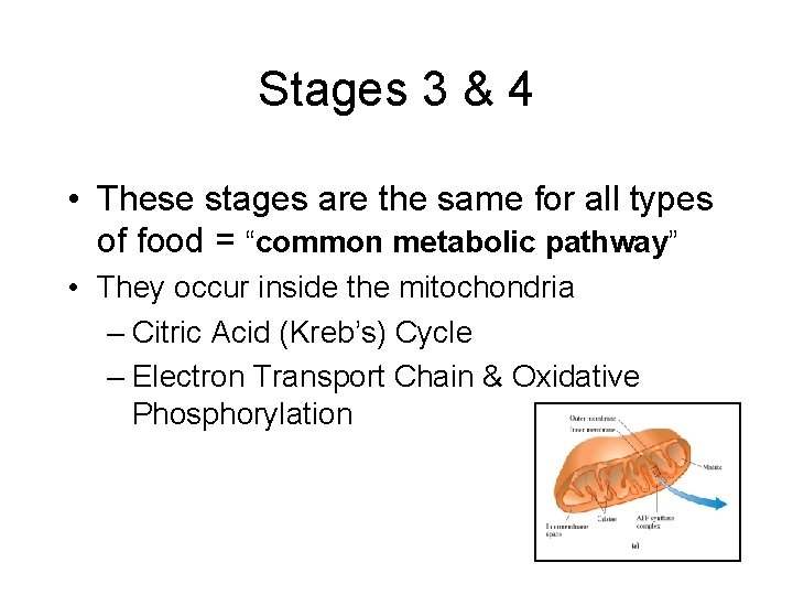 Stages 3 & 4 • These stages are the same for all types of Stages 3 & 4 • These stages are the same for all types of