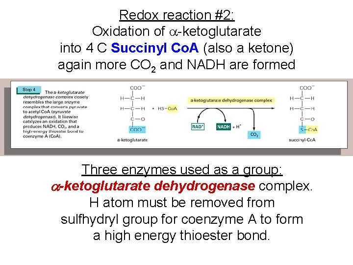 Redox reaction #2: Oxidation of a-ketoglutarate into 4 C Succinyl Co. A (also a Redox reaction #2: Oxidation of a-ketoglutarate into 4 C Succinyl Co. A (also a