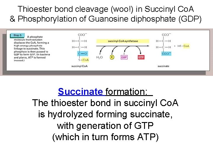 Thioester bond cleavage (woo!) in Succinyl Co. A & Phosphorylation of Guanosine diphosphate (GDP) Thioester bond cleavage (woo!) in Succinyl Co. A & Phosphorylation of Guanosine diphosphate (GDP)