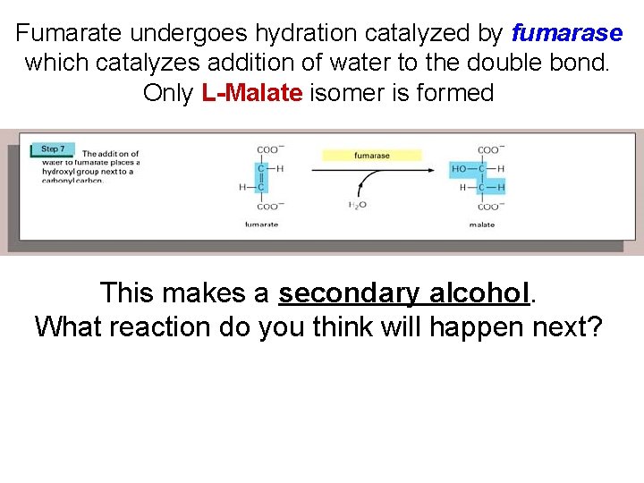Fumarate undergoes hydration catalyzed by fumarase which catalyzes addition of water to the double Fumarate undergoes hydration catalyzed by fumarase which catalyzes addition of water to the double