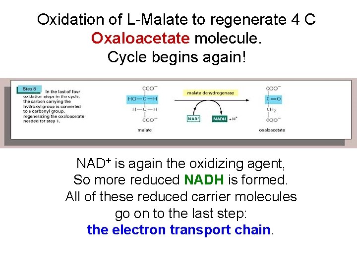 Oxidation of L-Malate to regenerate 4 C Oxaloacetate molecule. Cycle begins again! NAD+ is Oxidation of L-Malate to regenerate 4 C Oxaloacetate molecule. Cycle begins again! NAD+ is
