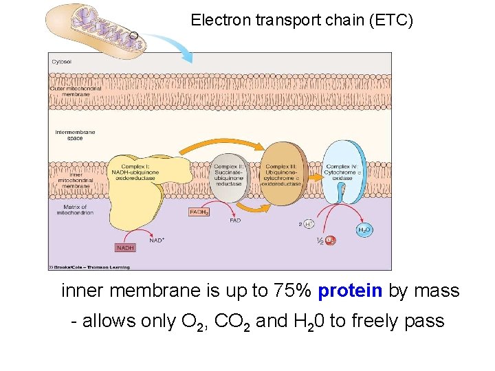 Electron transport chain (ETC) inner membrane is up to 75% protein by mass - Electron transport chain (ETC) inner membrane is up to 75% protein by mass -