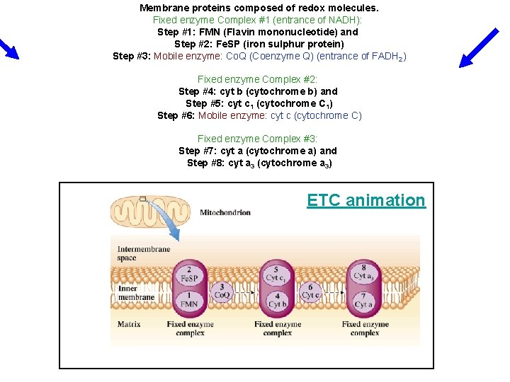 Membrane proteins composed of redox molecules. Fixed enzyme Complex #1 (entrance of NADH): Step Membrane proteins composed of redox molecules. Fixed enzyme Complex #1 (entrance of NADH): Step