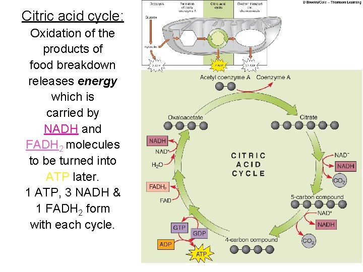 Citric acid cycle: Oxidation of the products of food breakdown releases energy which is Citric acid cycle: Oxidation of the products of food breakdown releases energy which is