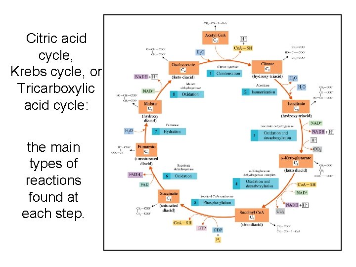 Citric acid cycle, Krebs cycle, or Tricarboxylic acid cycle: the main types of reactions Citric acid cycle, Krebs cycle, or Tricarboxylic acid cycle: the main types of reactions