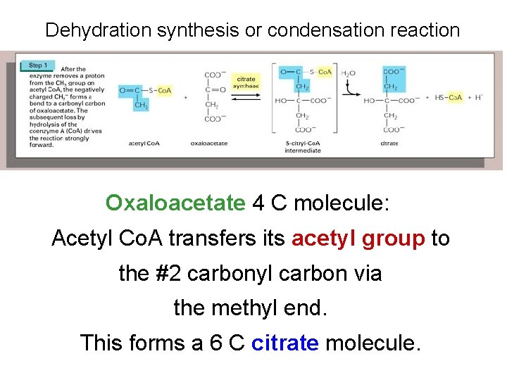 Dehydration synthesis or condensation reaction Oxaloacetate 4 C molecule: Acetyl Co. A transfers its Dehydration synthesis or condensation reaction Oxaloacetate 4 C molecule: Acetyl Co. A transfers its