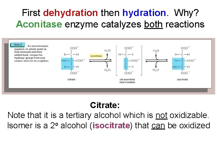 First dehydration then hydration. Why? Aconitase enzyme catalyzes both reactions Citrate: Note that it First dehydration then hydration. Why? Aconitase enzyme catalyzes both reactions Citrate: Note that it