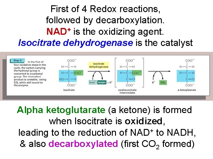 First of 4 Redox reactions, followed by decarboxylation. NAD+ is the oxidizing agent. Isocitrate First of 4 Redox reactions, followed by decarboxylation. NAD+ is the oxidizing agent. Isocitrate