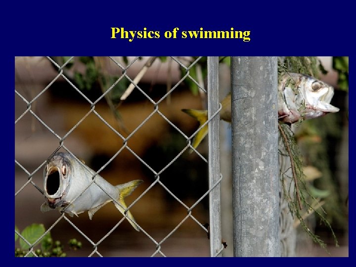 Physics of swimming 