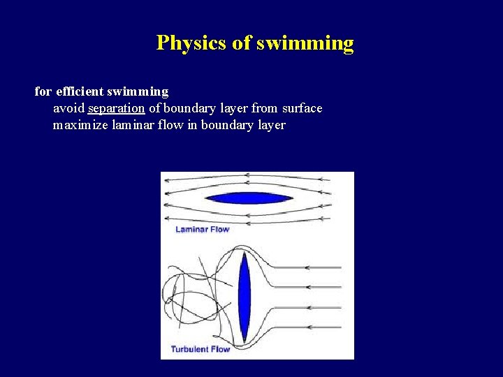 Physics of swimming for efficient swimming avoid separation of boundary layer from surface maximize