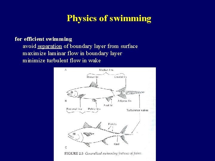 Physics of swimming for efficient swimming avoid separation of boundary layer from surface maximize