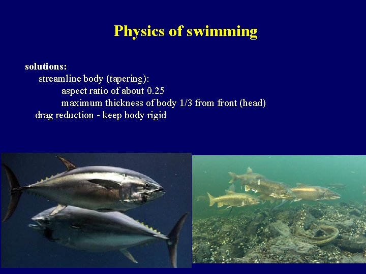 Physics of swimming solutions: streamline body (tapering): aspect ratio of about 0. 25 maximum