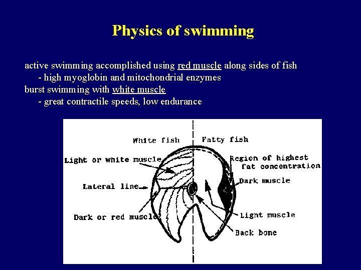 Physics of swimming active swimming accomplished using red muscle along sides of fish -