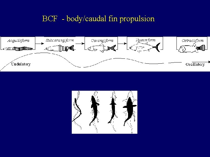 BCF - body/caudal fin propulsion 