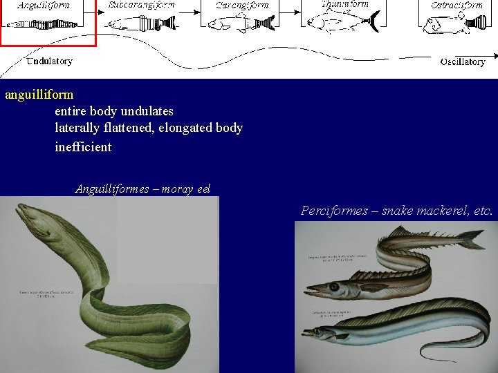 anguilliform entire body undulates laterally flattened, elongated body inefficient Anguilliformes – moray eel Perciformes