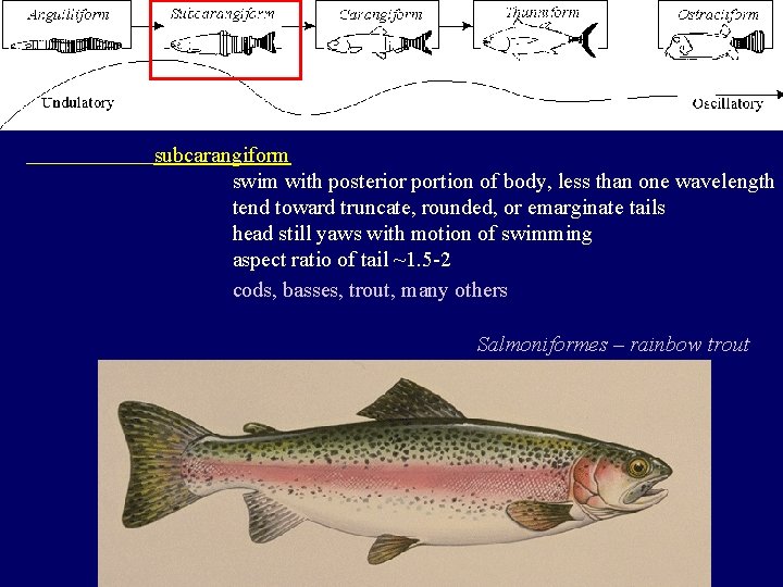 subcarangiform swim with posterior portion of body, less than one wavelength tend toward truncate,