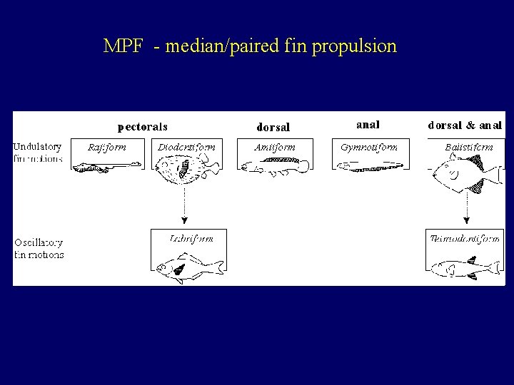 MPF - median/paired fin propulsion 
