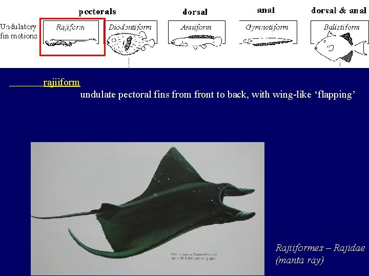 rajiiform undulate pectoral fins from front to back, with wing-like ‘flapping’ Rajiiformes – Rajidae