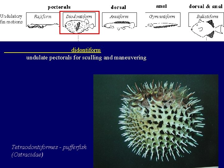 didontiform undulate pectorals for sculling and maneuvering Tetraodontiformes - pufferfish (Ostracidae) 