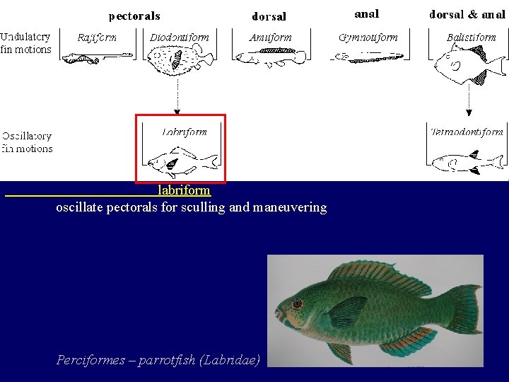 labriform oscillate pectorals for sculling and maneuvering Perciformes – parrotfish (Labridae) 