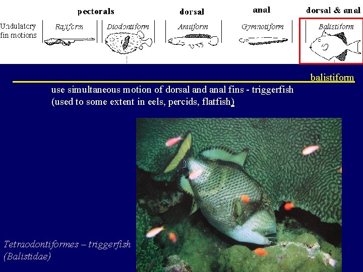 balistiform use simultaneous motion of dorsal and anal fins - triggerfish (used to some