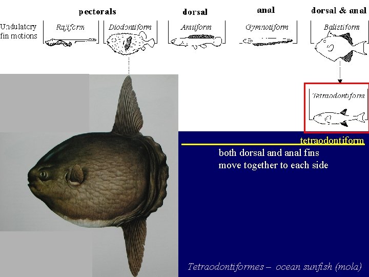 tetraodontiform both dorsal and anal fins move together to each side Tetraodontiformes – ocean