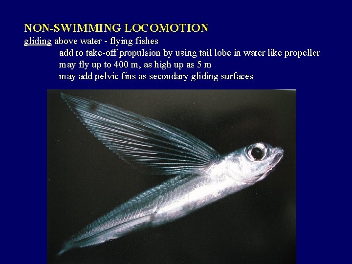 NON-SWIMMING LOCOMOTION gliding above water - flying fishes add to take-off propulsion by using