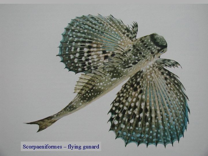 Scorpaeniformes – flying gunard 