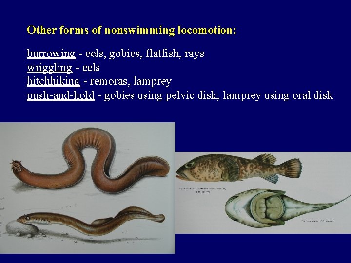 Other forms of nonswimming locomotion: burrowing - eels, gobies, flatfish, rays wriggling - eels