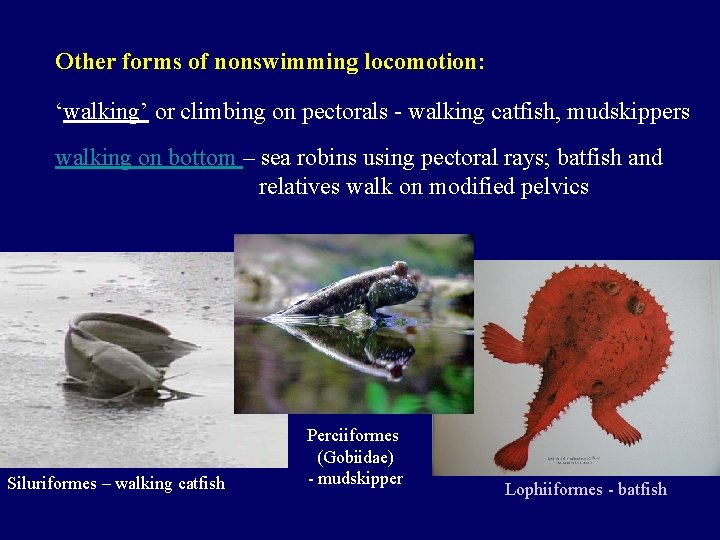 Other forms of nonswimming locomotion: ‘walking’ or climbing on pectorals - walking catfish, mudskippers