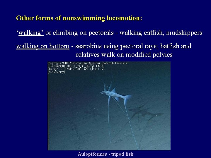 Other forms of nonswimming locomotion: ‘walking’ or climbing on pectorals - walking catfish, mudskippers
